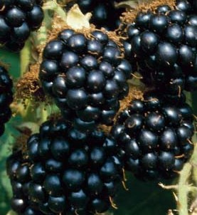 BLACKBERRIES