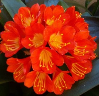 Clivia-miniata1-800x600