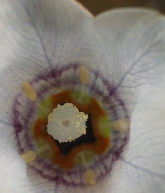 Codonopsis-clematidea-closeup
