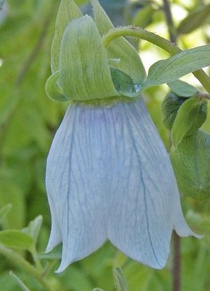 Codonopsis_clematidae