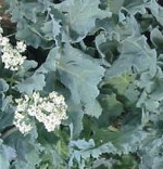 Crambe_Maritima_sea kale