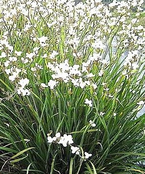 Libertia formosa