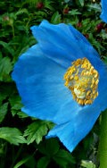 Meconopsis-x-Sheldonii-Lingholm-