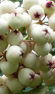 Sorbus-cashmiriana berries