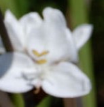 libertia formosa detail