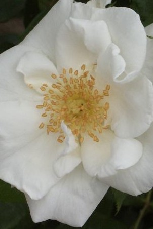 rose casa-blanca