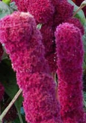 amaranthus-caudatus-fat-spike