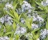 amsonia-tabernaemontana-var-salicifolia