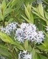 amsonia-tabernaemontana-var-salicifolia
