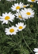 anthemis-punctata-ssp-cupaniana-fl