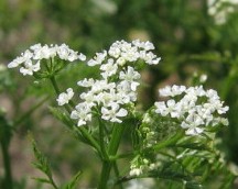 anthriscus-cerefolium-fl