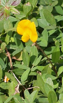 Arachis hypogaea fl