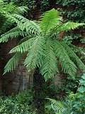 Fern-Tasmanian-tree-e1329250594198