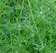 galium-aparine-pl