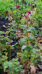 monardia-infected-with-powdery-mildew