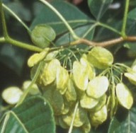 ptelea-trifolia-pods
