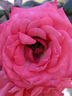 rose-angel-pink