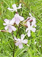 saponaria-officinalis