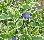 vinca-majorvariegata