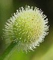 galium_aparine-fr