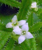 galium_aparine_fl