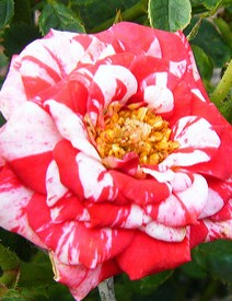 rose-candy-cane