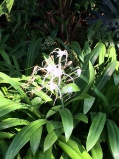 spider lily 2IMG_2202