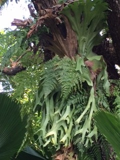 staghorn fern 2IMG_2199