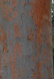 angophera-costata-bark