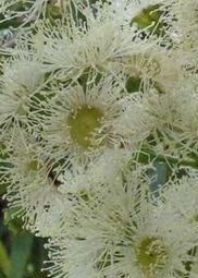 angophora-costata