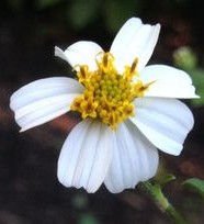 bidens-alba-2