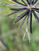 bidens-seed-head