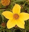 bidens_ferulifolia2