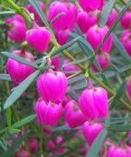 boronia-heterfolia