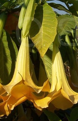 brugmansia-suaveolens-yel