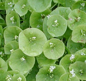 claytonia-perfoliata-minerslettuce