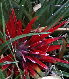 fascicularia-bicolor-pl