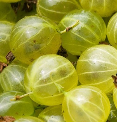 gooseberries2