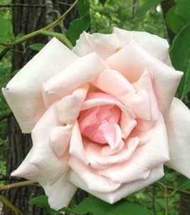 rose-belle-portugaise
