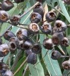 angophora-costata-fruit-2