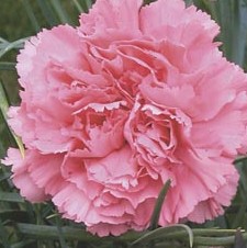 dianthus-caryophyllus