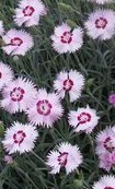 dianthus-plumarius