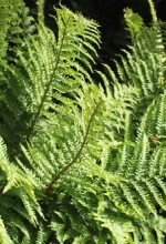 dryopteris-filix-mas-male-fern