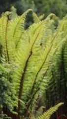 dryopteris-wallichiana-plant