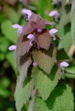 lamium-purpurea2