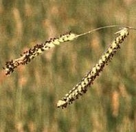 paspalum-dilitatum-fl