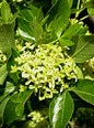 ptelea-trifolia-fl