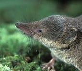 Shrew 2