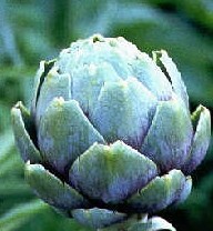 cynara-scolymus-in-bud