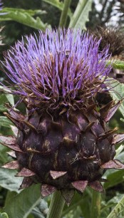 cynara-scolymus_fl